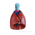 Human Brain Anatomy Model Larynx, Heart and Lung Model Supplier